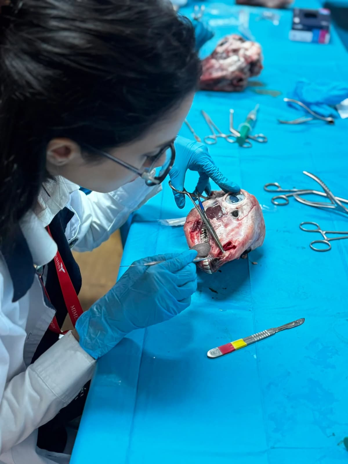 Exercițiu practic de anatomie cu instrumente de disecție.