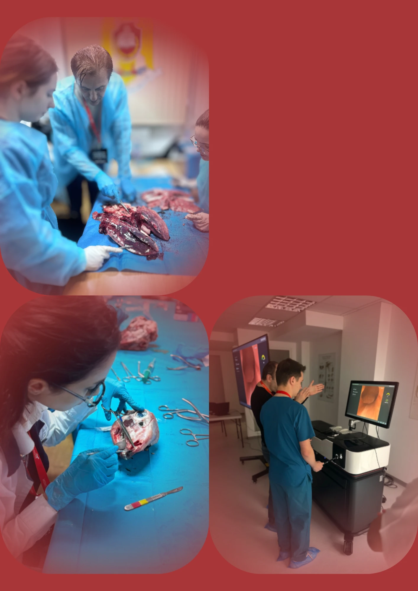 Colaj cu studenți la activități practice de disecție și simulare medicală.